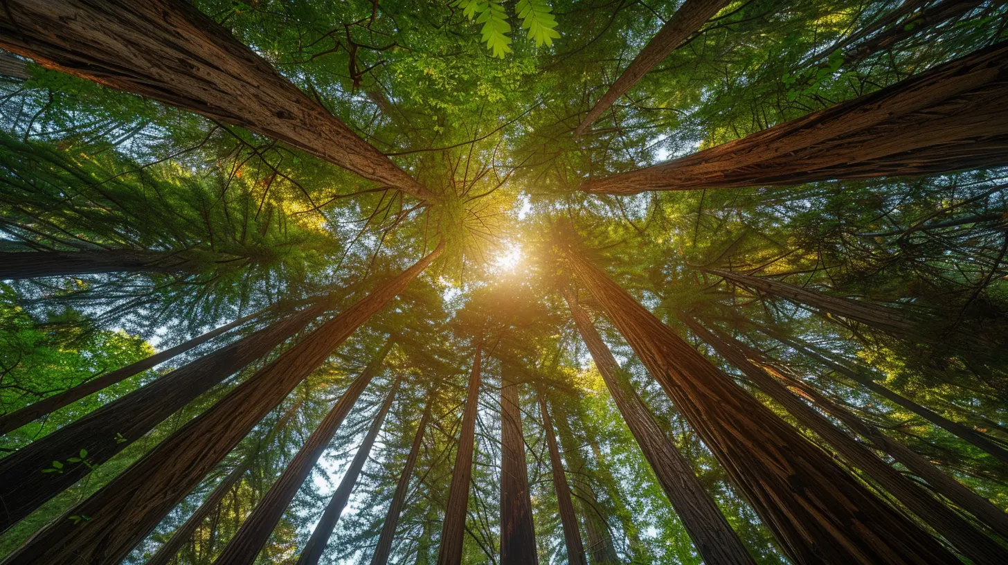 The Timeless Beauty of Redwood National and State Parks
