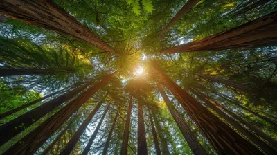 The Timeless Beauty of Redwood National and State Parks