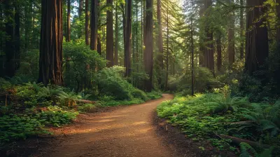 The Timeless Beauty of Redwood National and State Parks